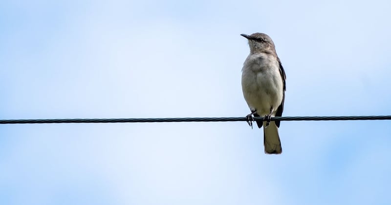 Observer oiseaux migrateurs en Camargue au printemps : le guide ultime
