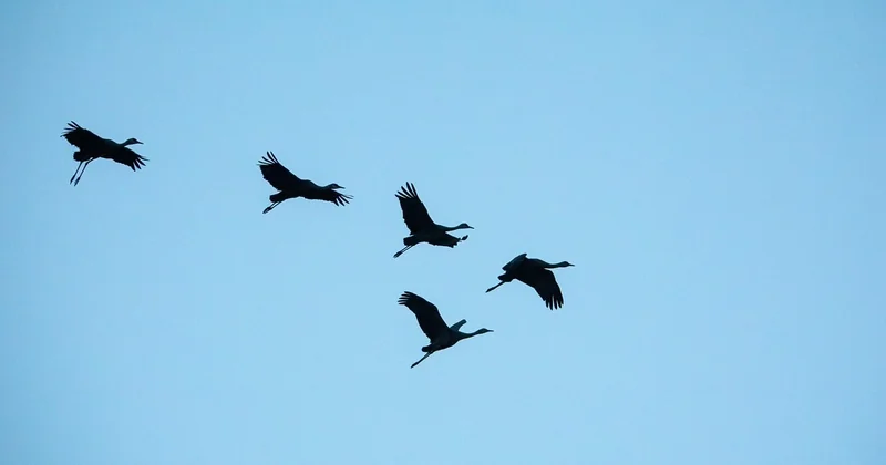 Quand observer les oiseaux en Camargue ?