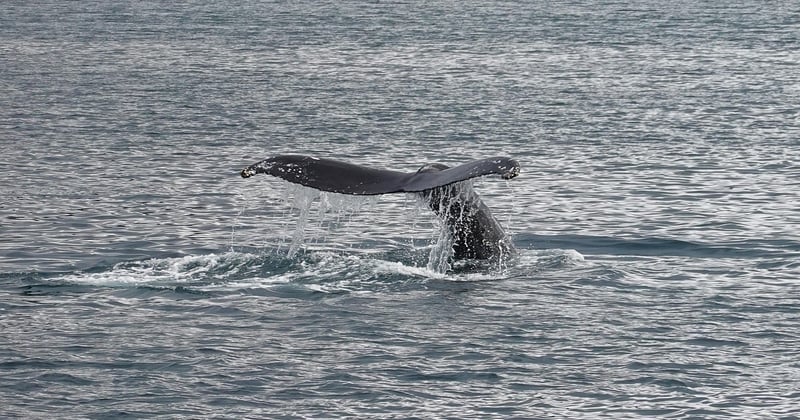 Où observer les baleines en famille en Islande : le guide ultime