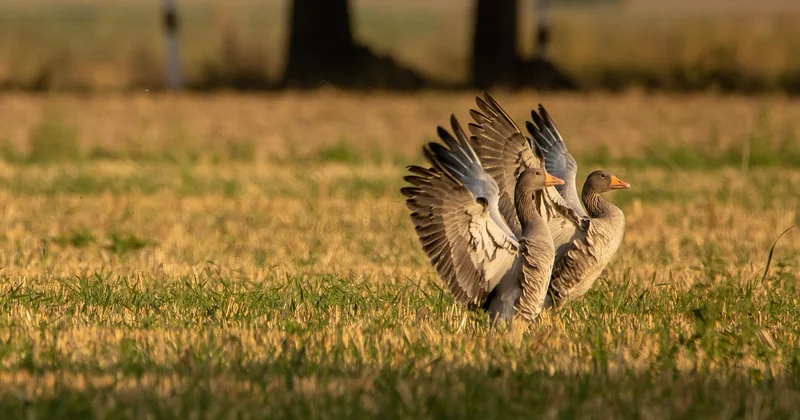 Quels oiseaux migrent en ce moment ?