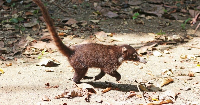 Observer la faune sauvage en famille au Costa Rica : le guide ultime