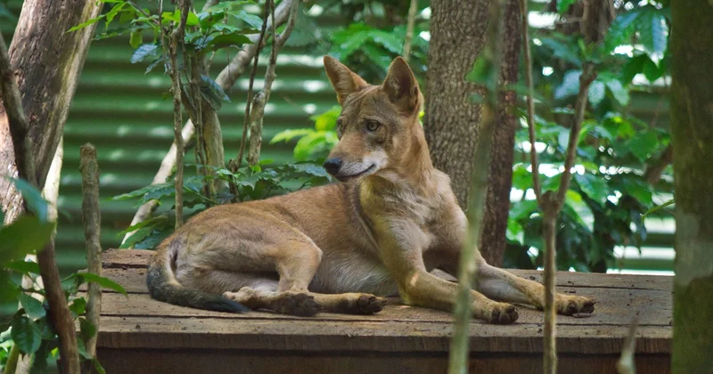 Les animaux du Costa Rica sont-ils dangereux quand on voyage avec des enfants ?